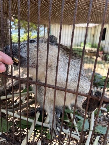 Cuban Ground Hutia