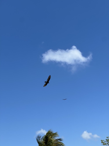 Turkey Vulture