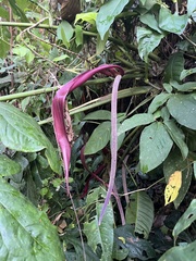 Anthurium clavigerum image