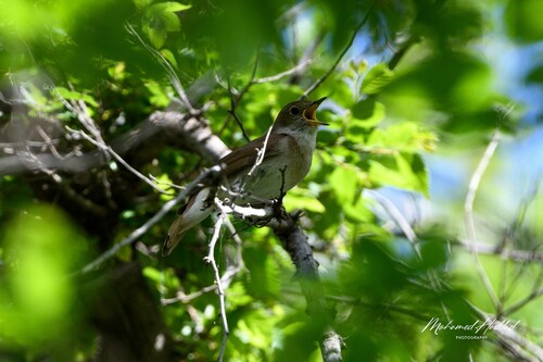 Common Nightingale