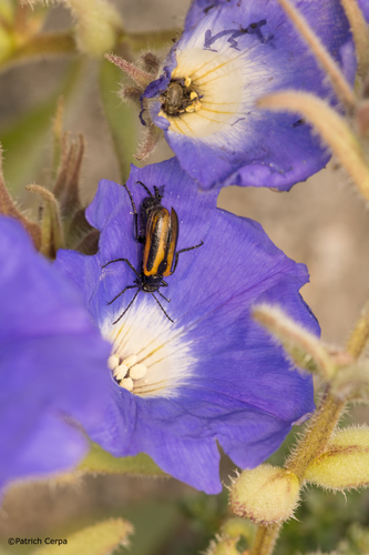 Genus Picnoseus · iNaturalist