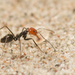 Dorymyrmex goetschi - Photo (c) Patrich Cerpa, all rights reserved, uploaded by Patrich Cerpa