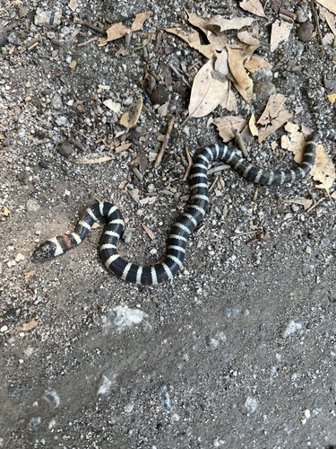 iNaturalist observation photo of California Mountain Kingsnake