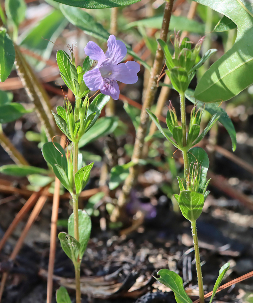 Oblongleaf snakeherb from Hernando County, FL, USA on April 28, 2024 at ...