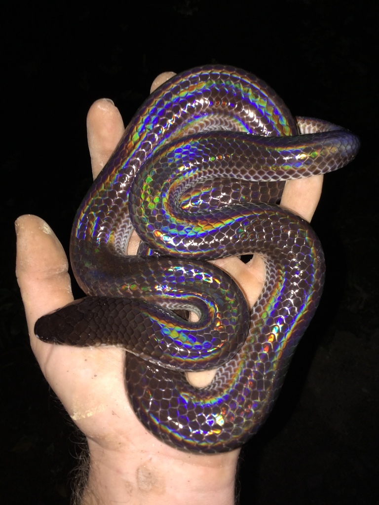 Asian Sunbeam Snake from Xã Ninh Thắng, H. Hoa Lư, Tỉnh Ninh Bình, VN ...