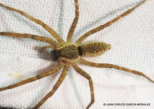 Sosippus californicus