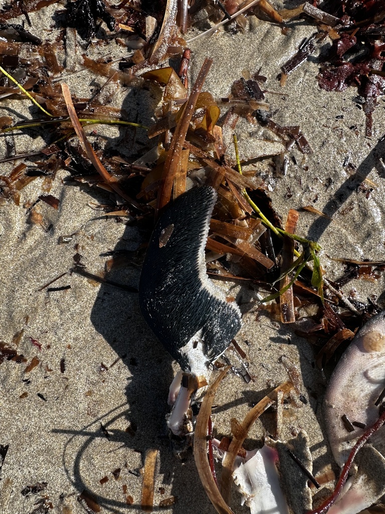 Little Penguin from Indian Ocean, Middleton, SA, AU on May 4, 2024 at ...