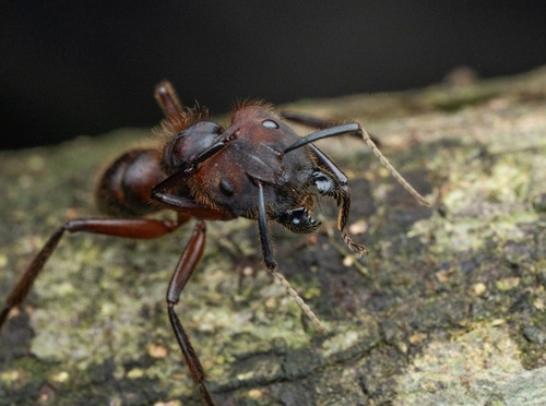 混杂弓背蚁Camponotus misturus