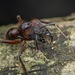 Camponotus misturus - Photo (c) Nop TC, all rights reserved, uploaded by Nop TC