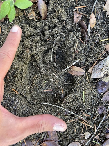 iNaturalist observation photo of Mammals