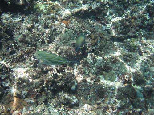 Striped Surgeonfish — seen at this dive site