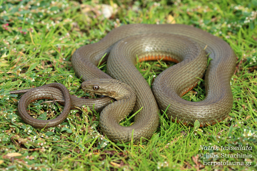 Tessellated Water Snake From Prespes, West Macedonia, Epirus And 