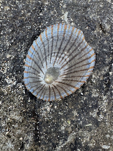 Cellana nigrolineata (Reeve, 1854)