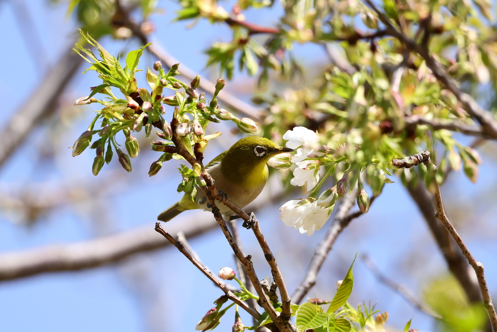 Warbling White-eye from Rinkaicho, Edogawa City, Tokyo 134-0086日本 on ...