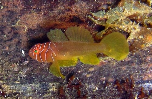 Priolepis latifascima