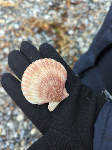 Queen scallop