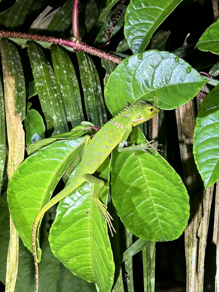 Great Crested Canopy Lizard from Java, Cianjur, West Java, ID on May 2 ...