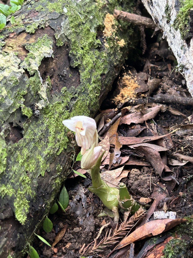 Acanthophippium Striatum From 東眼山國家森林遊樂區, 復興區, Tao, Tw On May 4, 2024 