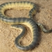 Beaked Sea Snake - Photo (c) Benoit, all rights reserved, uploaded by Benoit