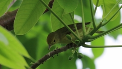 Setophaga petechia image