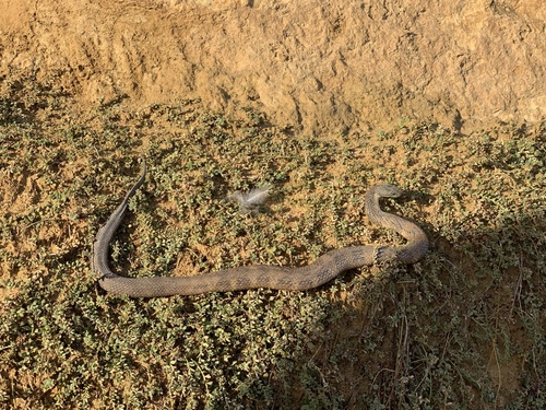 Tiger Snake sighting