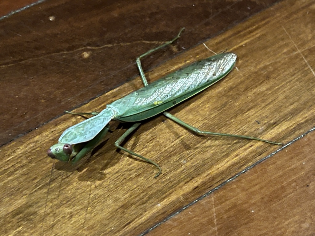 Rhombodera fratricida from Borneo, Lahad Datu, Sabah, MY on May 4, 2024