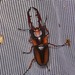 Prosopocoilus savagei - Photo (c) togbui, all rights reserved, uploaded by togbui