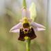 Ophrys fuciflora - Photo 由 异草志 所上傳的 (c) 异草志，保留所有權利