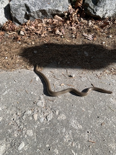 iNaturalist observation photo of Northern Rubber Boa