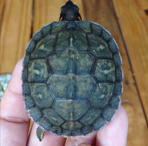 Furrowed Wood Turtle