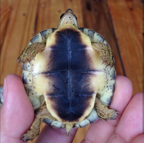 Furrowed Wood Turtle