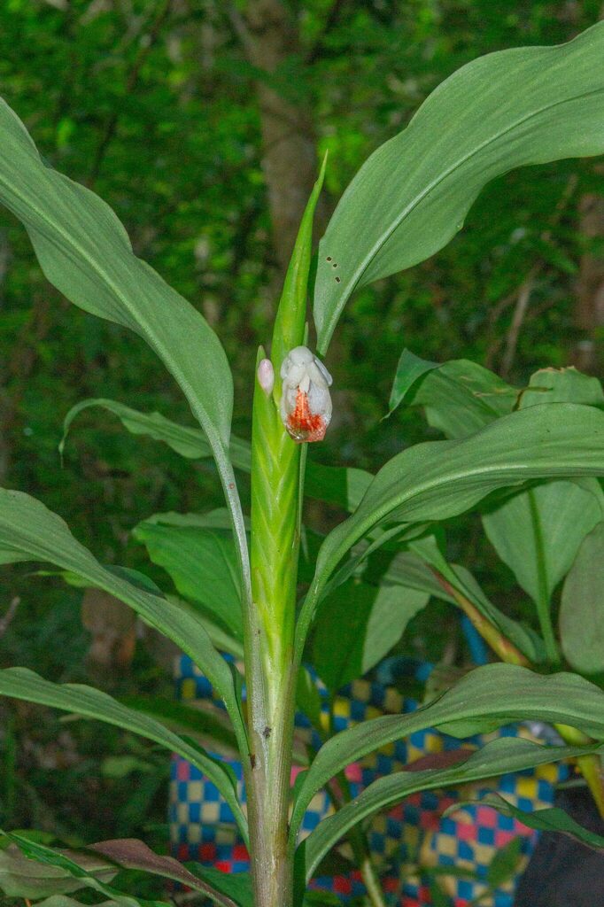 Boesenbergia xiphostachya (Boesenbergia xiphostachya)