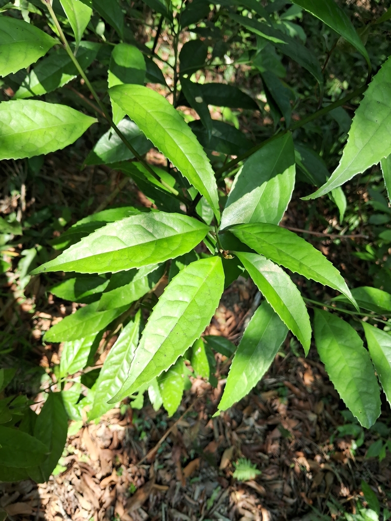 Symplocos acuminata (Symplocos acuminata)