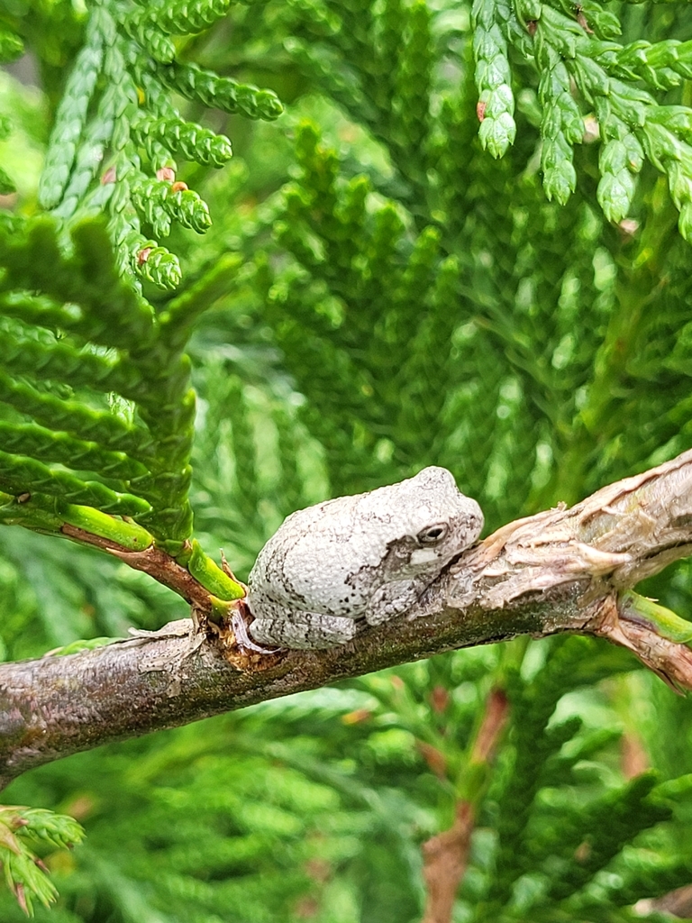 Cope's Gray Treefrog from Garner on May 4, 2024 at 11:28 AM by Michael ...