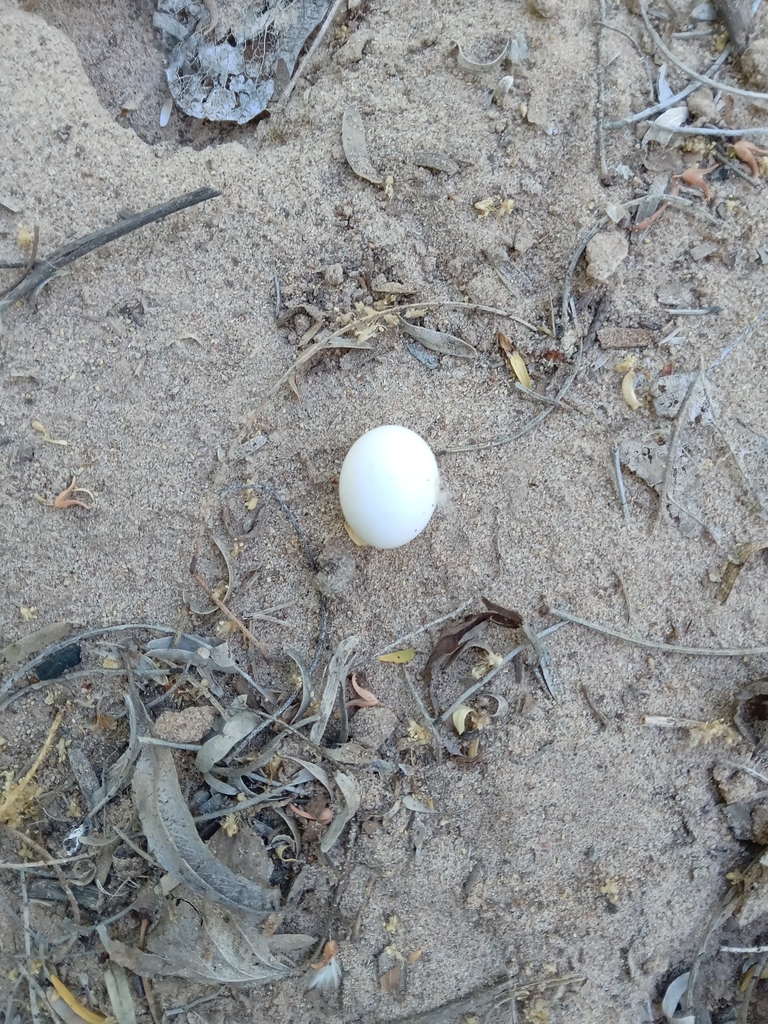 something-from-21725-m-xico-on-may-4-2024-at-10-32-am-by-ramon-zavala