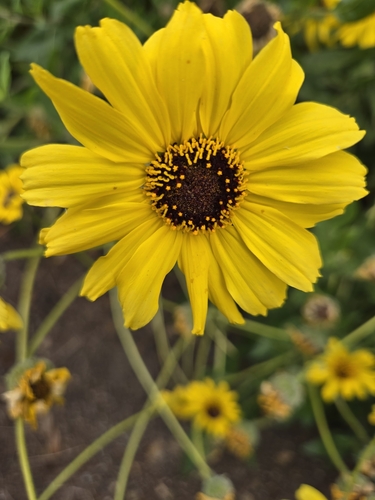 iNaturalist observation photo of California brittlebush