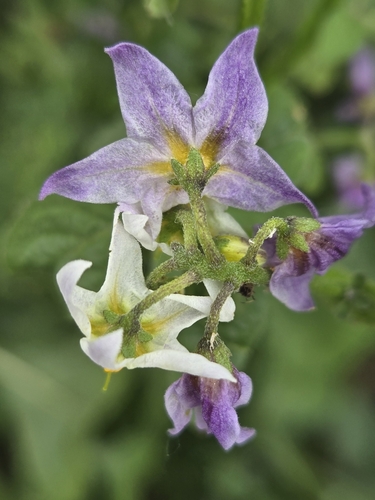 iNaturalist observation photo of greenspot nightshade
