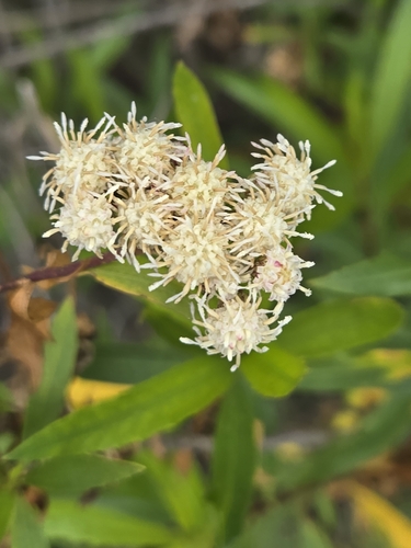 iNaturalist observation photo of mule fat