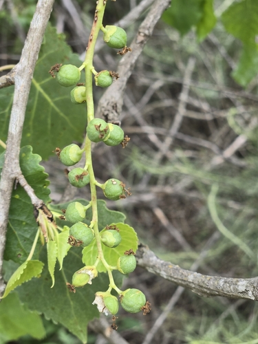 iNaturalist observation photo of Frémont Cottonwood