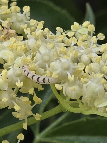 iNaturalist observation photo of Butterflies and Moths