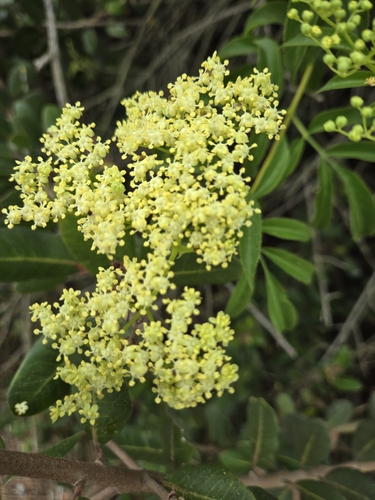 iNaturalist observation photo of blue elder