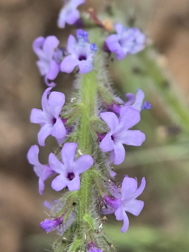 iNaturalist observation photo of western vervain