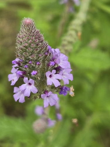 iNaturalist observation photo of western vervain