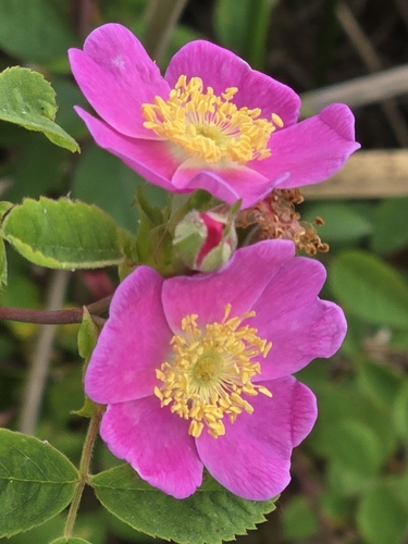 iNaturalist observation photo of California Wild Rose