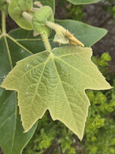 iNaturalist observation photo of western sycamore