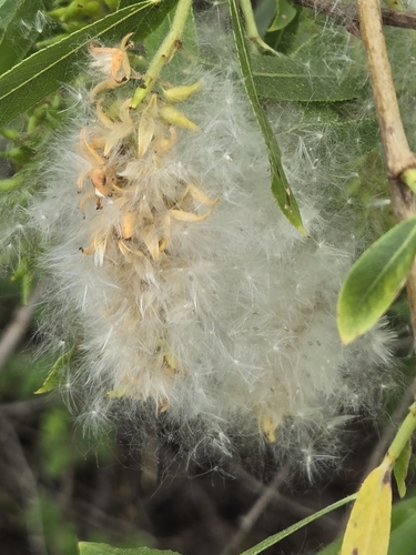 iNaturalist observation photo of Willows
