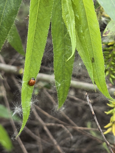iNaturalist observation photo of Spotless Lady Beetle