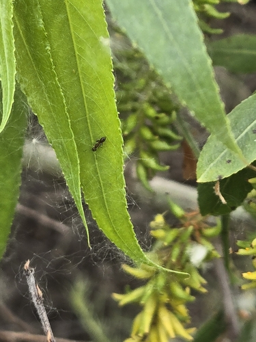 iNaturalist observation photo of Odorous Ants
