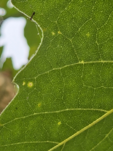 iNaturalist observation photo of Ants