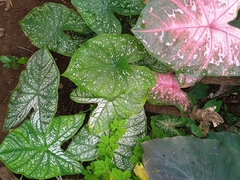 Caladium bicolor image